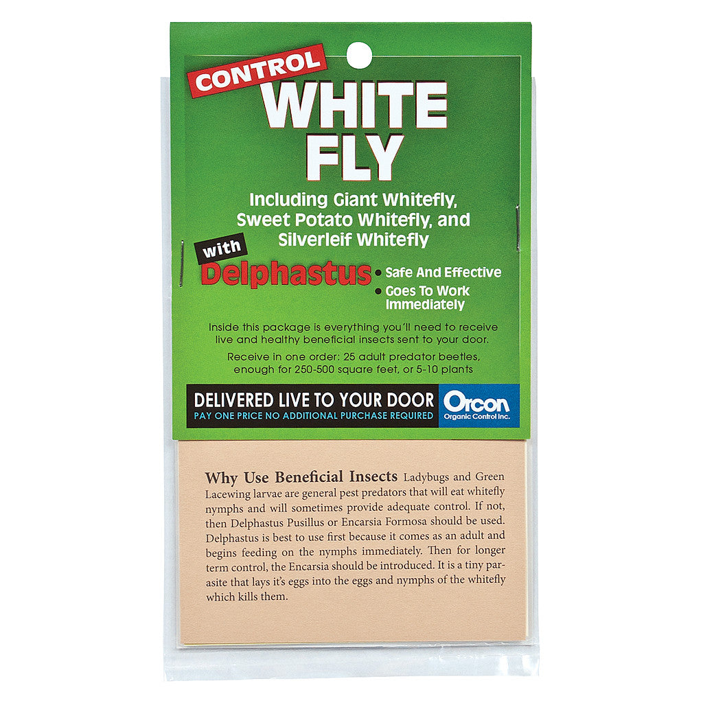 Delphastus Pusillus Mail Back, 25 Adults