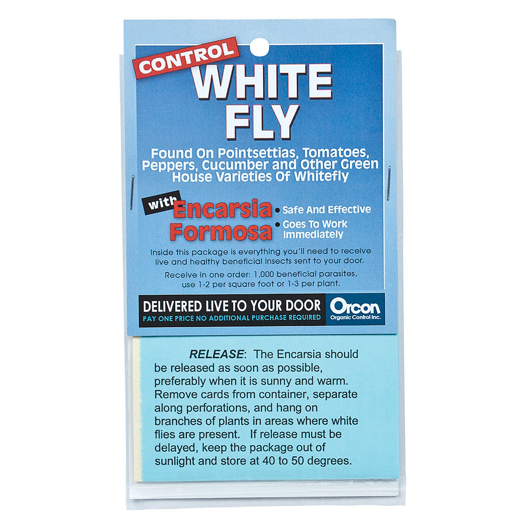 Encarsia Formosa Mail Back, 1,000 Eggs