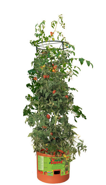 Tomato Barrel w/ 4' Tower