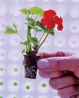 Q-Plug 1.5x1.5 (1500/cs)