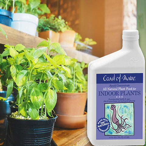 Liquid Squid Fertilizer for Indoor Plants qt.
