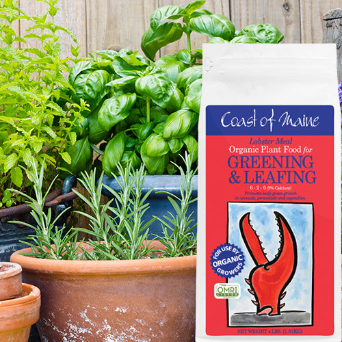 Lobster Meal - Greening & Leafing