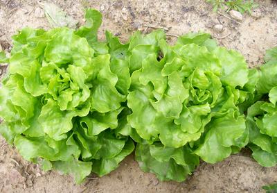 Capitan Bibb (Butterhead) Lettuce
