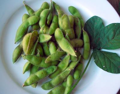 Lanco Edamame (Soybean), 14 g