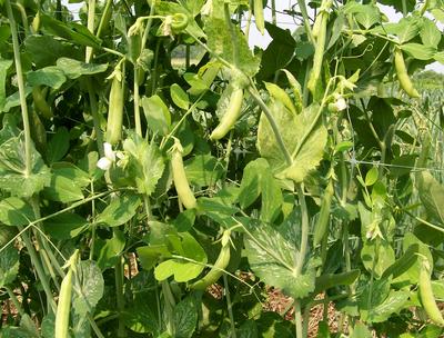Sugar Snap Tall Snap Pea