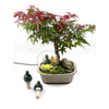 Blumat Bonsai Carrot