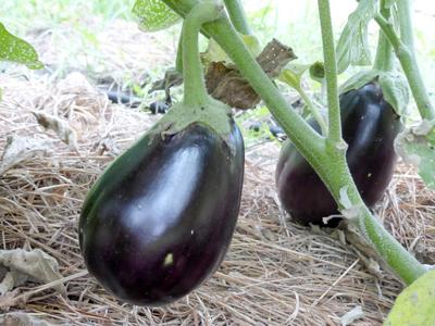 Black Beauty Eggplant, 0.25 g