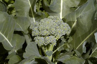 De Cicco Broccoli, 2 g